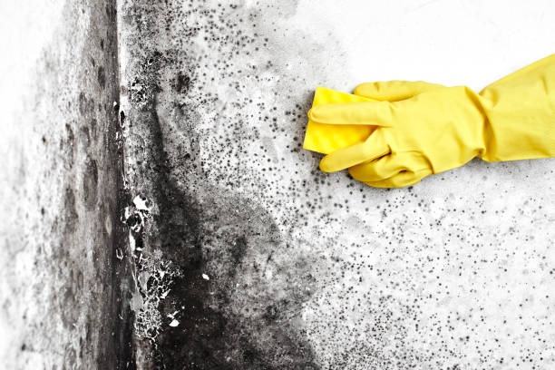Best Residential Mold Remediation in Leonardo, NJ