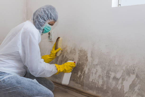 Best Mold Testing and Inspection Services in Leonardo, NJ