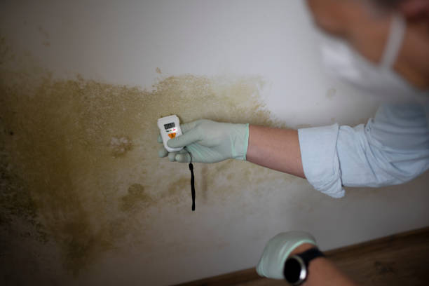 Reliable Leonardo, NJ Mold Remediation Solutions