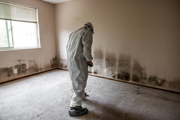Best Insurance-Related Mold Remediation in Leonardo, NJ
