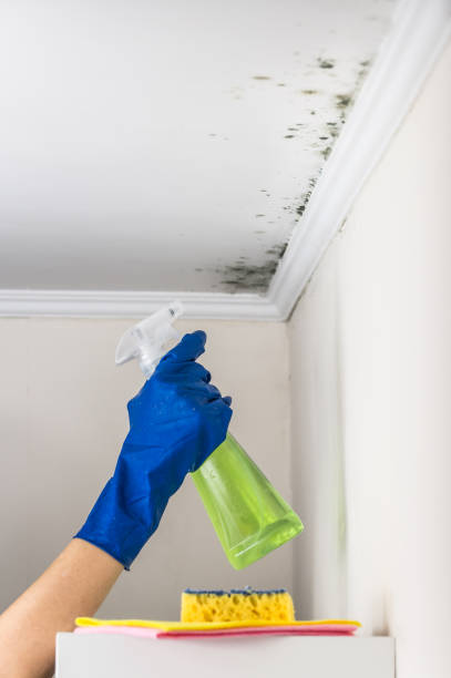 Best Mold Testing and Inspection Services in Leonardo, NJ