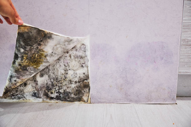 Best Attic Mold Remediation in Leonardo, NJ
